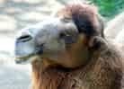 フタコブラクダの写真 4